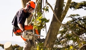 arborist in high tree