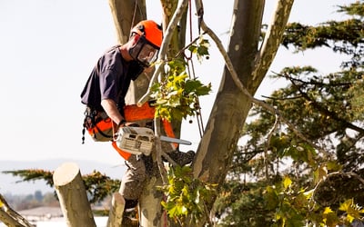 Arborist working in tree