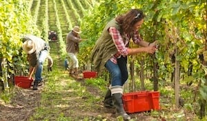 vineyard workers