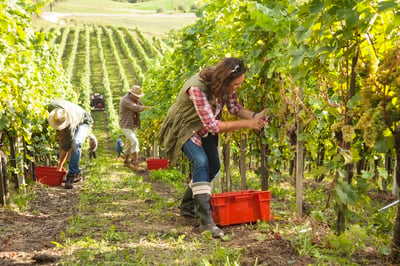 workers in a vineyard