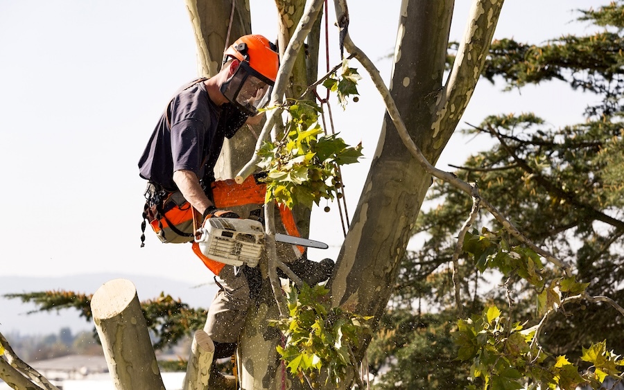 Arborist working in tree