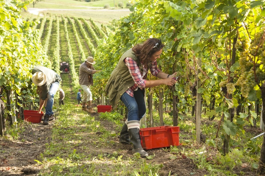 workers in a vineyard